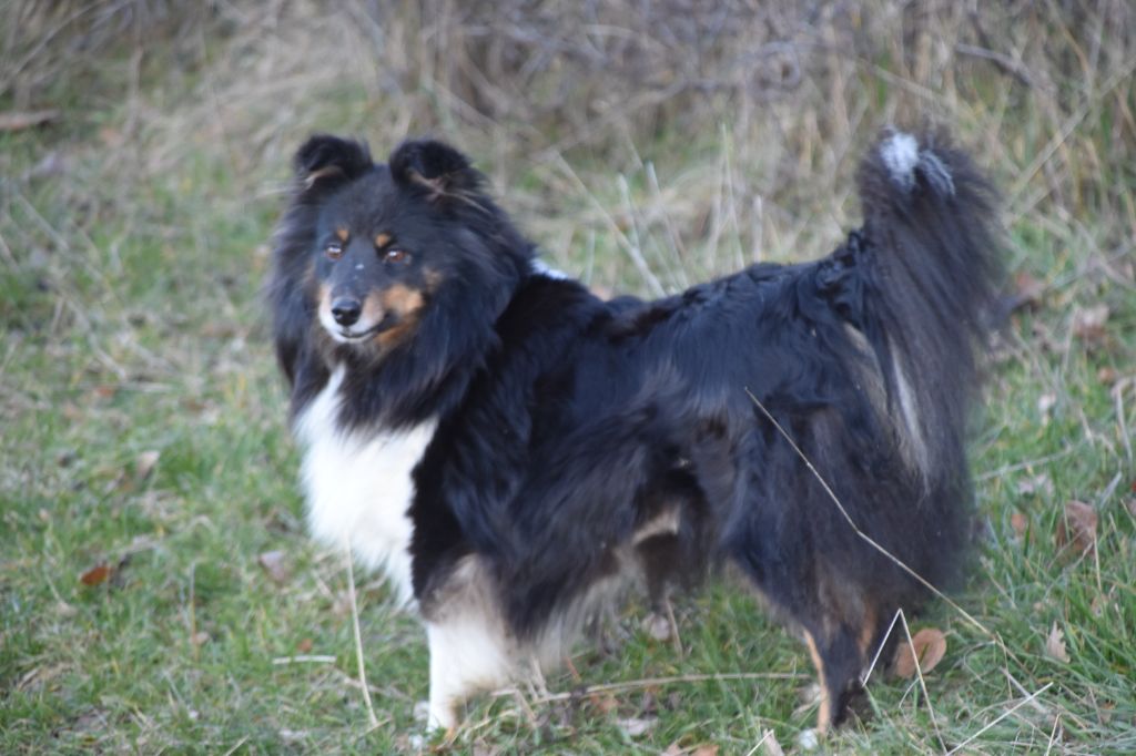 Molly du Royaume d'Angélique