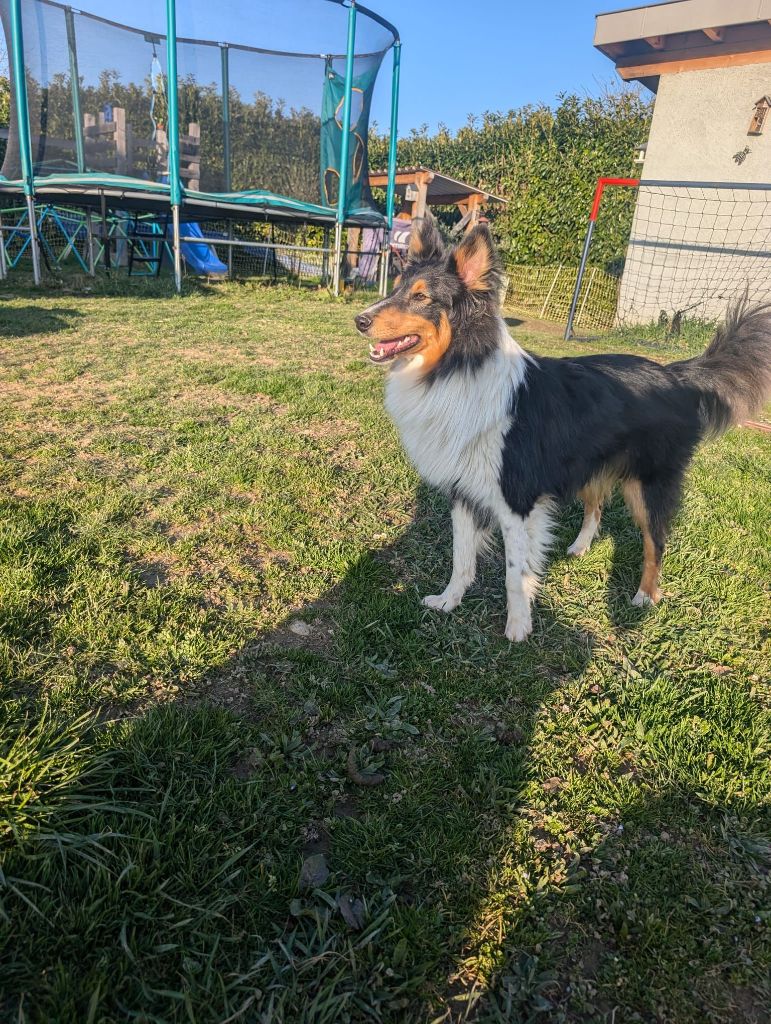 Usko Du Royaume Des Renards