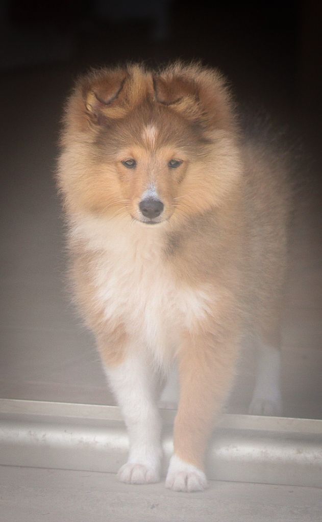 Alors on rêve d'arthas Of Vanook's Garden