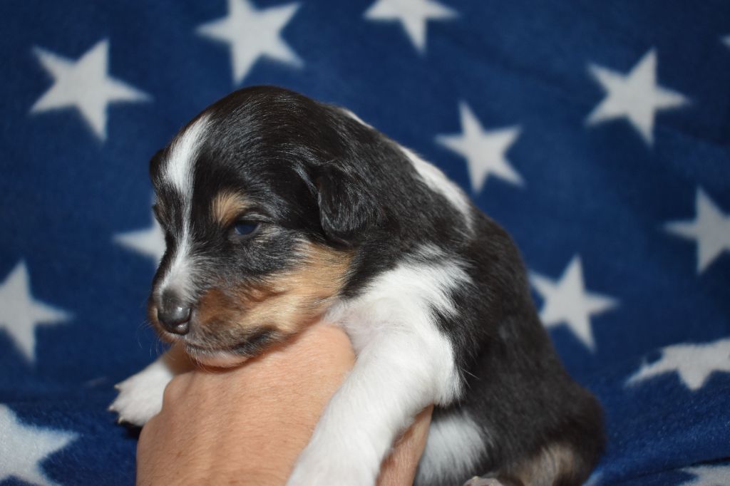 Des Flocons Etincelants - Chiots disponibles - Shetland Sheepdog