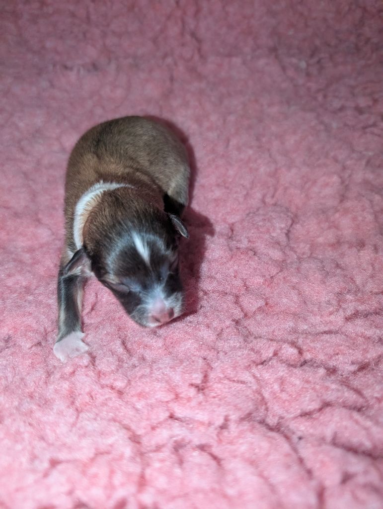 Des Flocons Etincelants - Chiots disponibles - Shetland Sheepdog