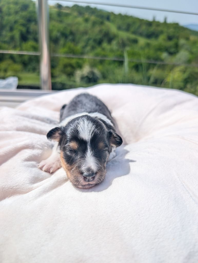 Des Flocons Etincelants - Chiots disponibles - Shetland Sheepdog