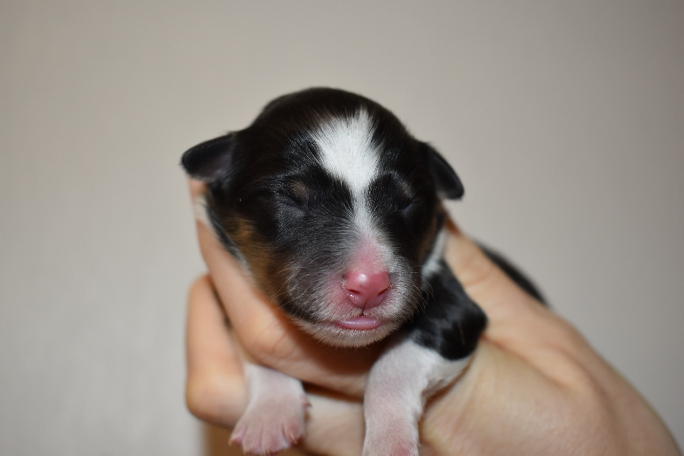 Des Flocons Etincelants - Chiots disponibles - Shetland Sheepdog
