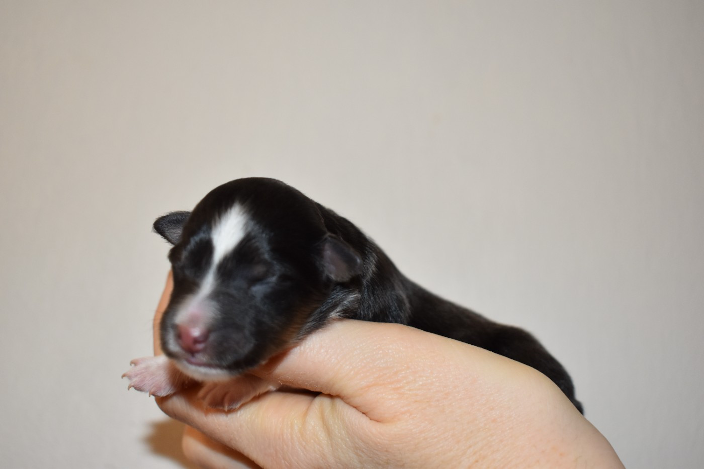 Des Flocons Etincelants - Chiots disponibles - Shetland Sheepdog