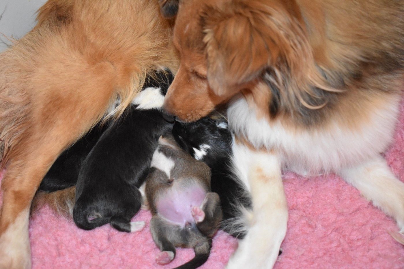 Chiot Shetland Sheepdog Des Flocons Etincelants