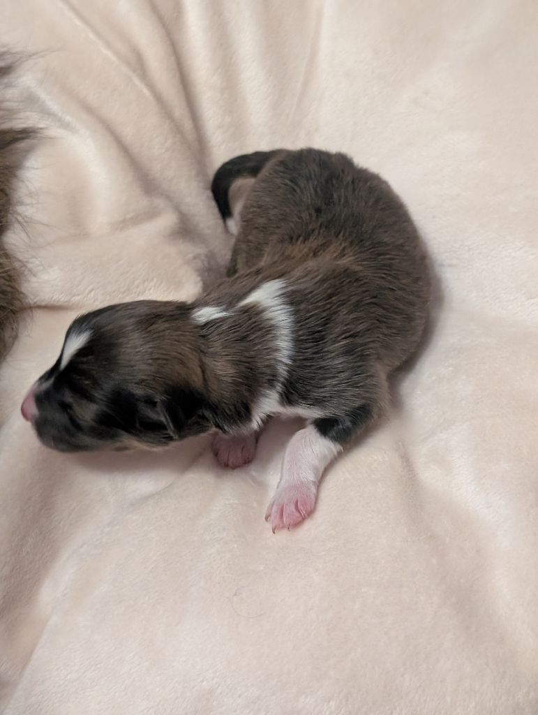Des Flocons Etincelants - Chiots disponibles - Shetland Sheepdog