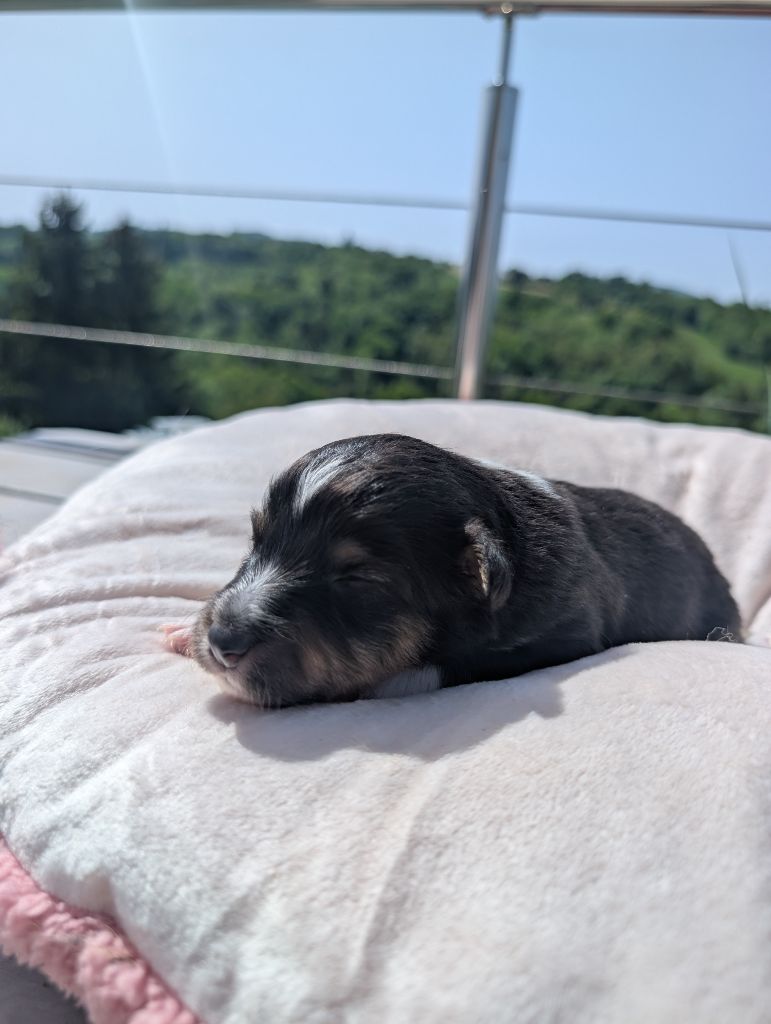 Des Flocons Etincelants - Chiots disponibles - Shetland Sheepdog