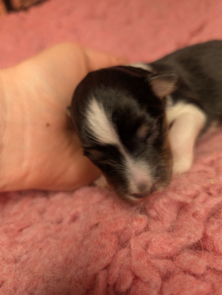 Des Flocons Etincelants - Chiots disponibles - Shetland Sheepdog