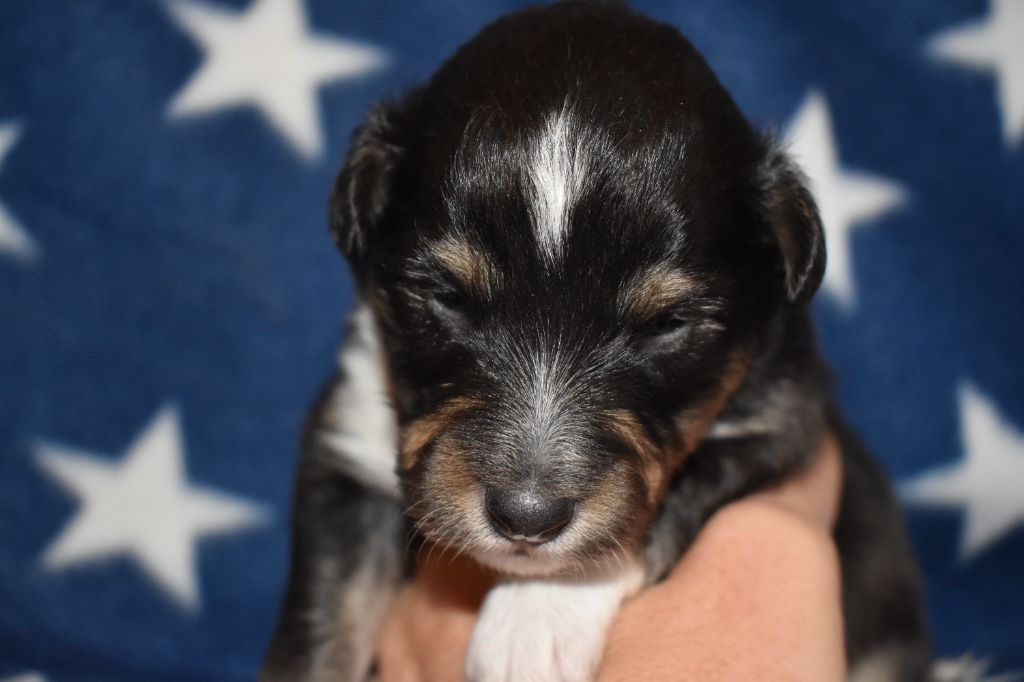 Des Flocons Etincelants - Chiots disponibles - Shetland Sheepdog