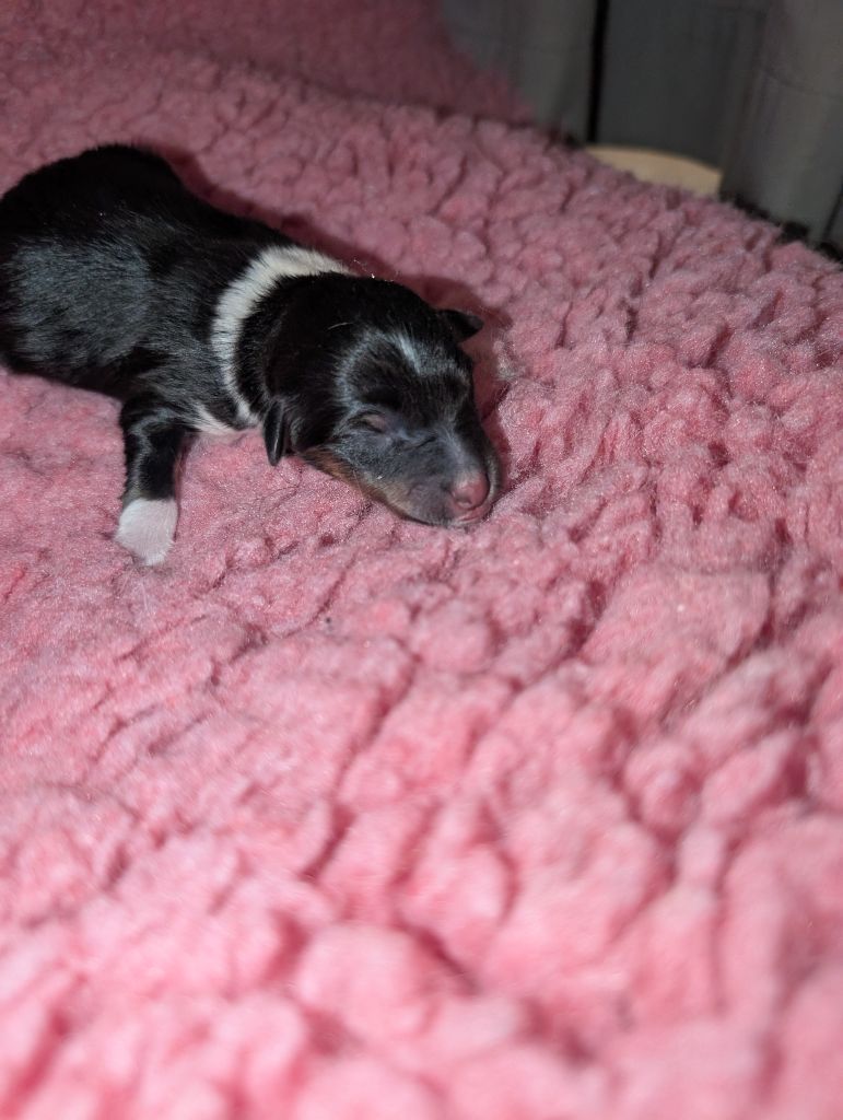Des Flocons Etincelants - Chiots disponibles - Shetland Sheepdog