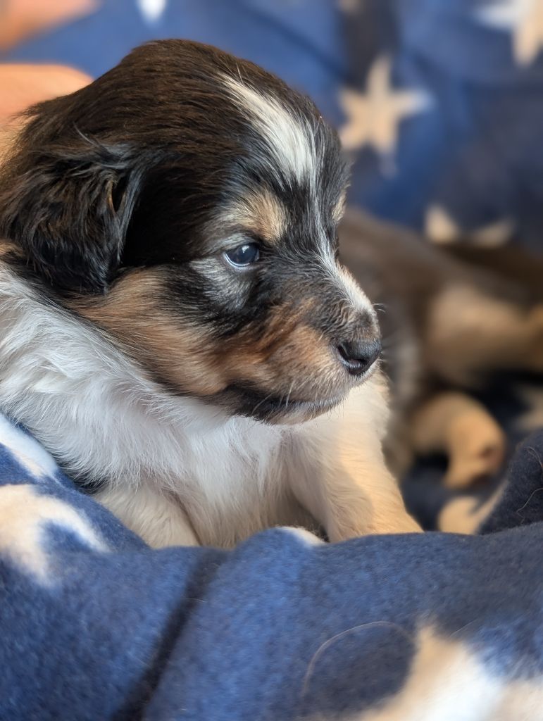 Des Flocons Etincelants - Chiots disponibles - Shetland Sheepdog