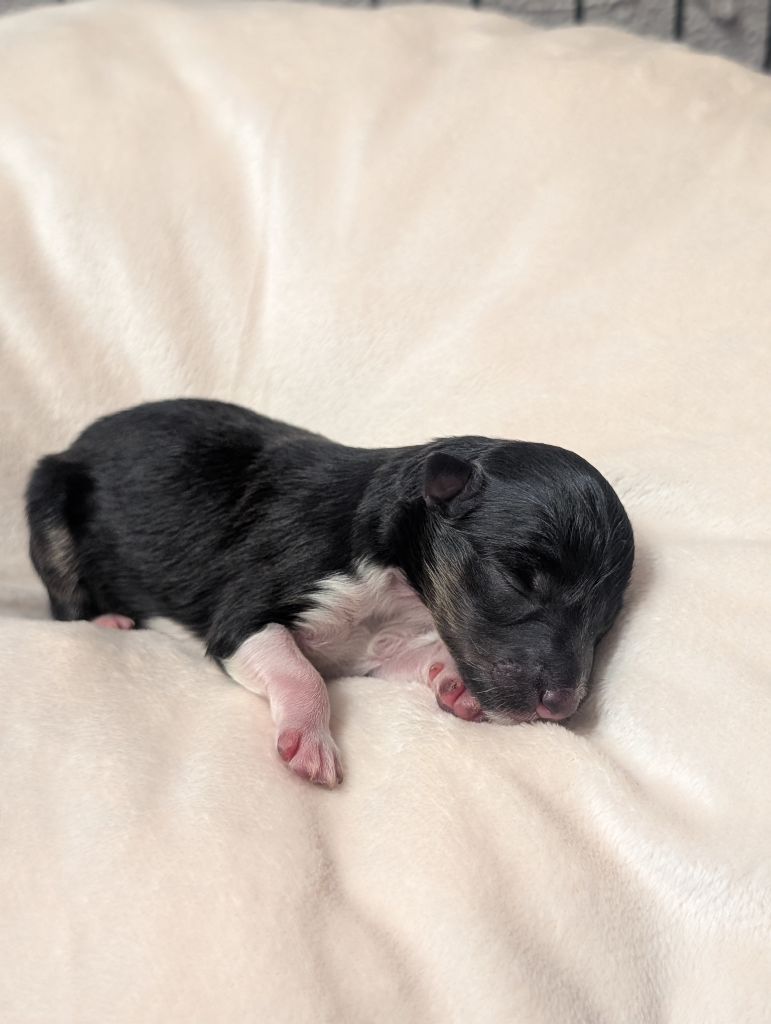 Des Flocons Etincelants - Chiots disponibles - Shetland Sheepdog